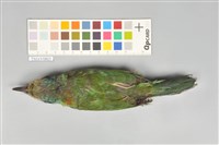 五色鳥藏品圖，第13張